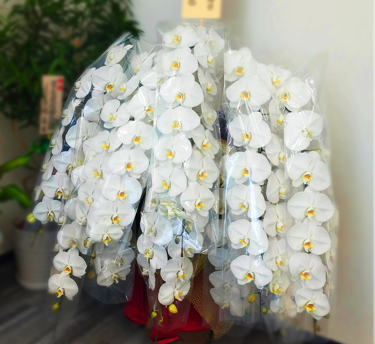 胡蝶蘭画像