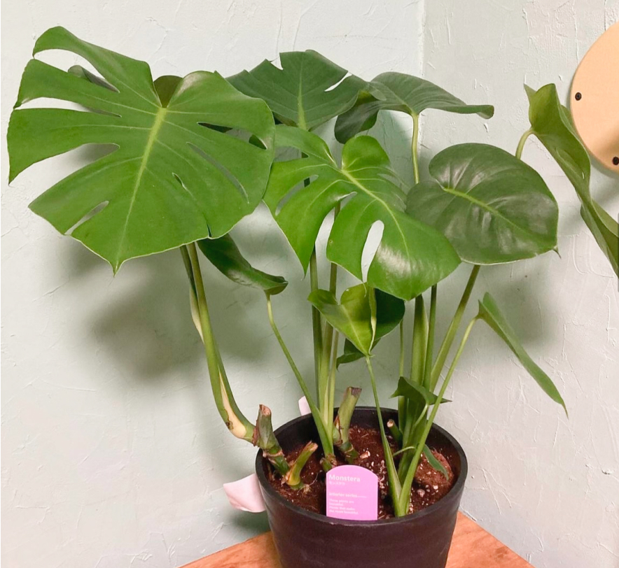 観葉植物画像