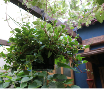 観葉植物の画像