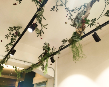 観葉植物の画像